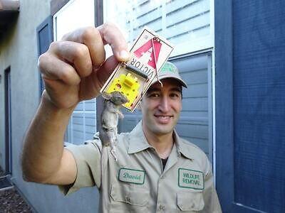 Kansas City pest control